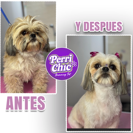 Corte de Shih Tzu en peluquería canina Puente Alto — Perrichic